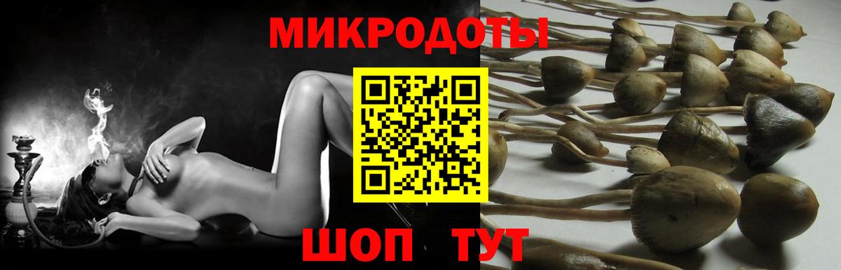 Псилоцибиновые грибы Psilocybe Асино